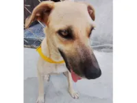 Cachorro raça SRD-ViraLata idade 1 ano nome Yarnababy (nome temporário)