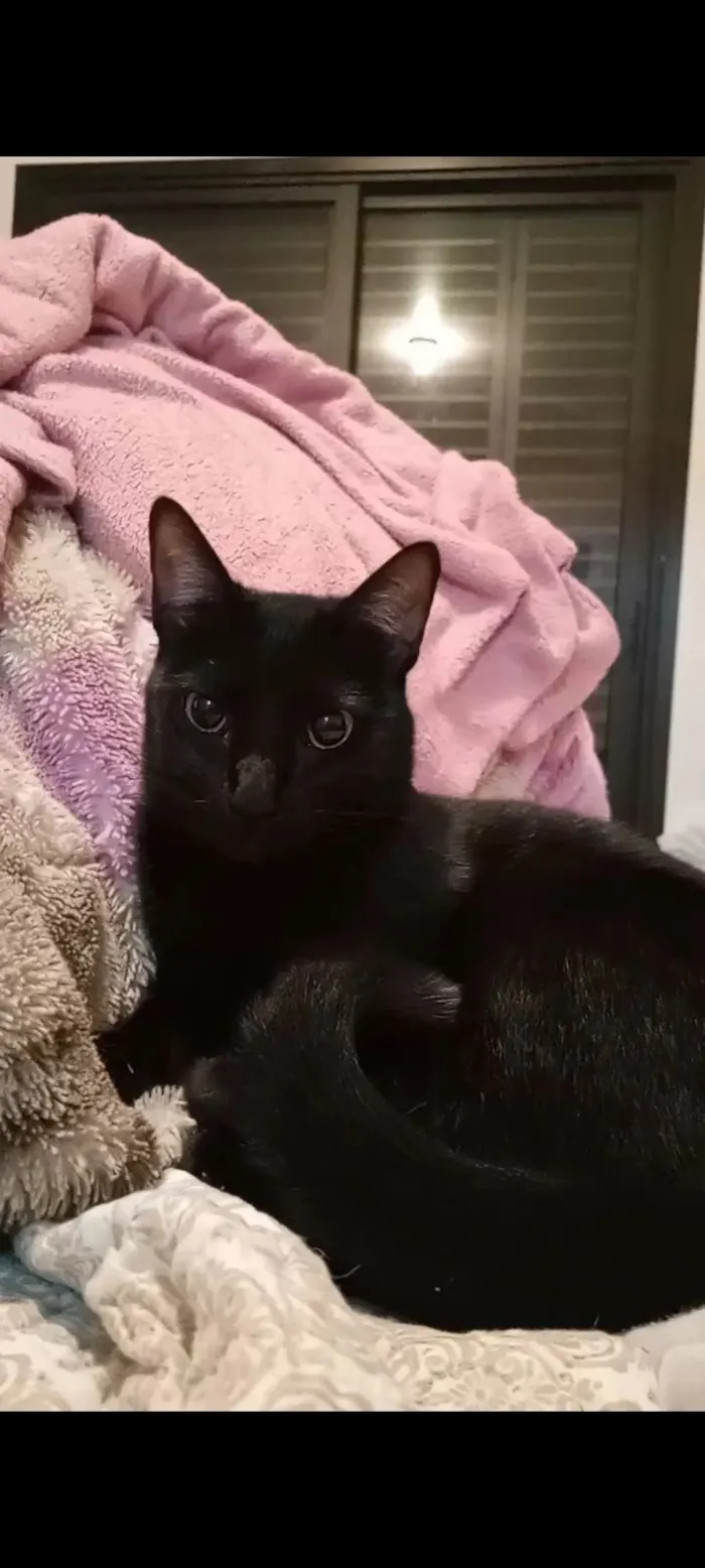 Gato raça SRD-ViraLata idade 5 anos nome Frida 