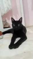 Gato raça SRD-ViraLata idade 5 anos nome Frida 