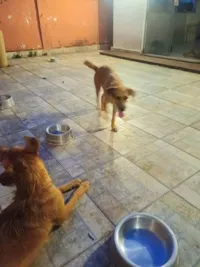 Cachorro raça SRD-ViraLata idade 2 anos nome Gêmeas 