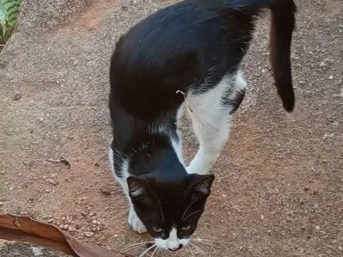 Mimi , frajola, garfo 