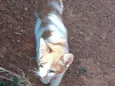 Gato raça SRD-ViraLata idade 7 a 11 meses nome Mimi , frajola, garfo 