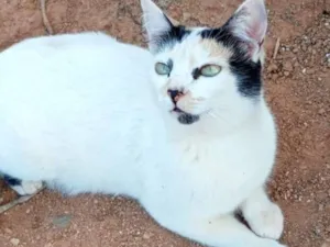 Gato raça SRD-ViraLata idade 7 a 11 meses nome Mimi , frajola, garfo 