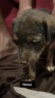 Cachorro raça SRD-ViraLata idade Abaixo de 2 meses nome Sem nome 