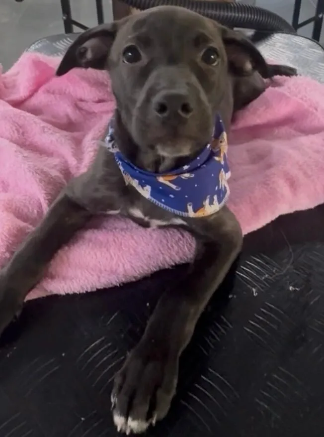 Cachorro raça SRD-ViraLata idade 2 a 6 meses nome Toddy 