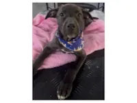 Cachorro raça SRD-ViraLata idade 2 a 6 meses nome Toddy 