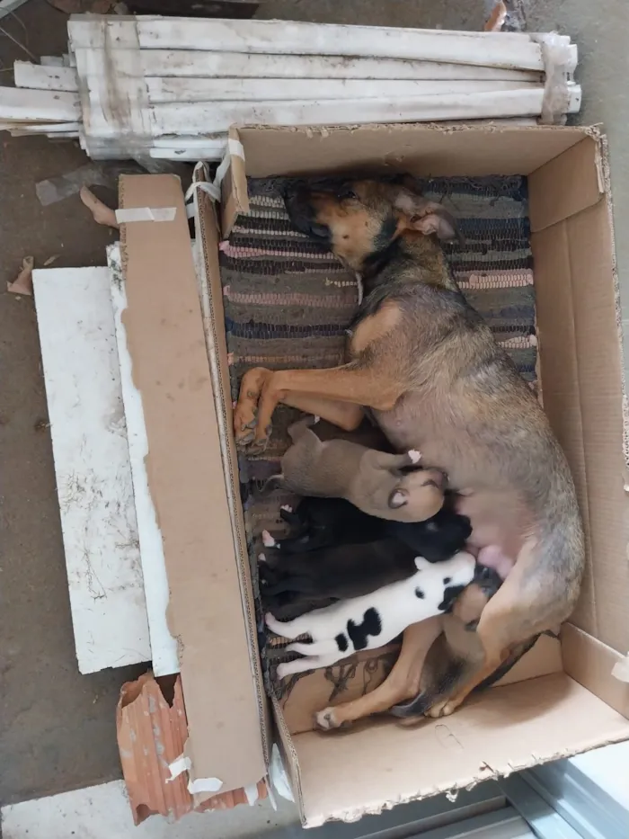 Cachorro raça SRD-ViraLata idade 2 anos nome Mel