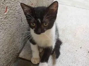 Cachorro raça Lhasa Apso idade 2 a 6 meses nome Não tem nome 