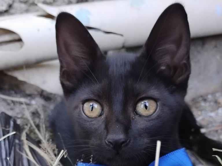 Gato raça SRD-ViraLata idade 2 a 6 meses nome Pretinho