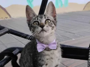 Gato raça SRD-ViraLata idade 2 a 6 meses nome Lana