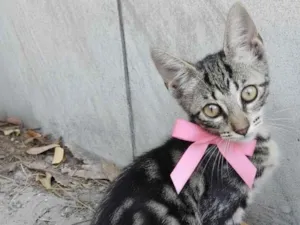 Gato raça SRD-ViraLata idade 2 a 6 meses nome Fofa