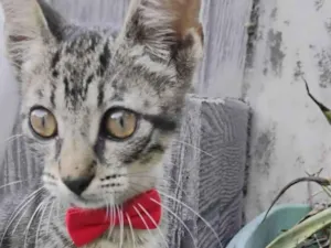 Gato raça SRD-ViraLata idade 2 a 6 meses nome Zéquinho