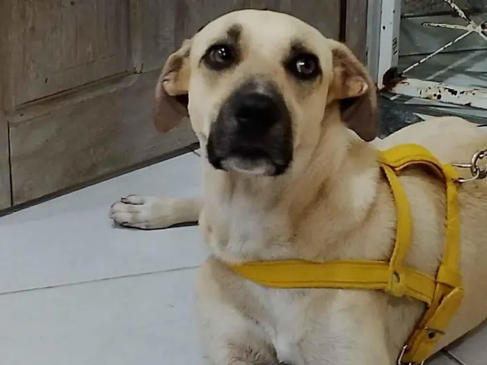 Cachorro raça SRD-ViraLata idade 1 ano nome Yarnababy (nome temporário)