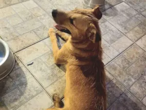 Cachorro raça SRD-ViraLata idade 2 anos nome Gêmeas 