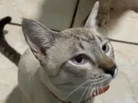 Gato raça SRD-ViraLata idade 1 ano nome Sombra