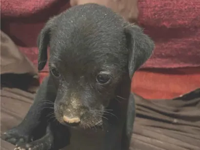 Cachorro raça SRD-ViraLata idade Abaixo de 2 meses nome Sem nome 