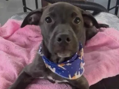 Cachorro raça SRD-ViraLata idade 2 a 6 meses nome Toddy 