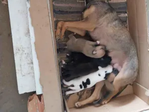 Cachorro raça SRD-ViraLata idade 2 anos nome Mel