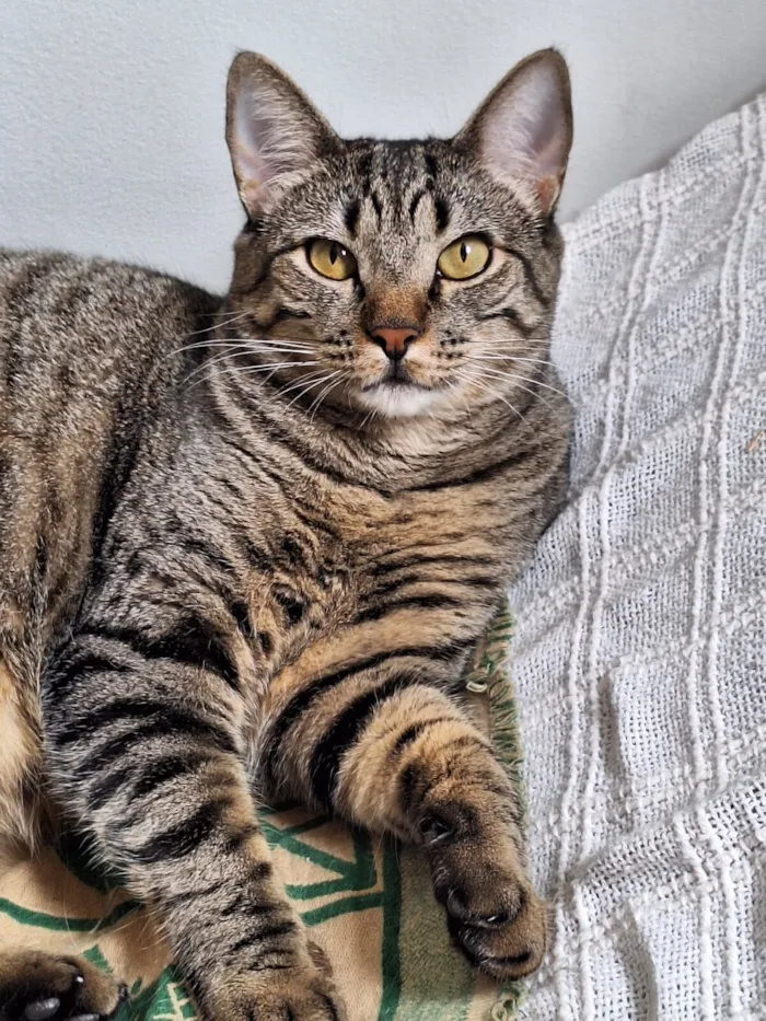 Gato raça SRD-ViraLata idade 2 anos nome Úrsula