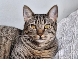 Gato raça SRD-ViraLata idade 2 anos nome Úrsula