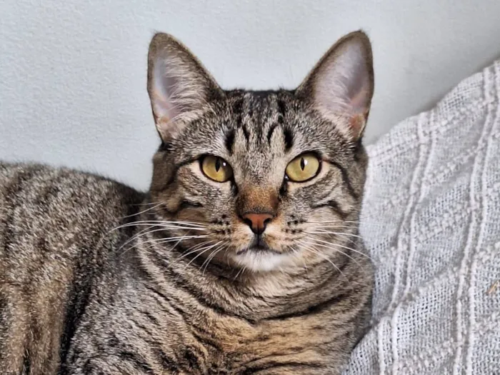 Gato raça SRD-ViraLata idade 2 anos nome Úrsula