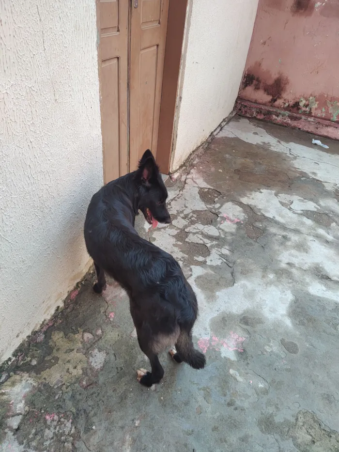 Cachorro raça SRD-ViraLata idade 4 anos nome Kira