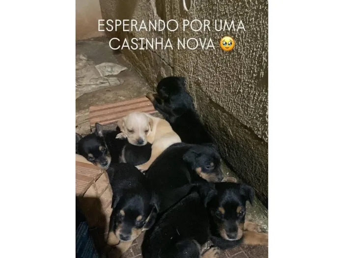 Cachorro raça SRD-ViraLata idade Abaixo de 2 meses nome Esperando que você me dê um nome 