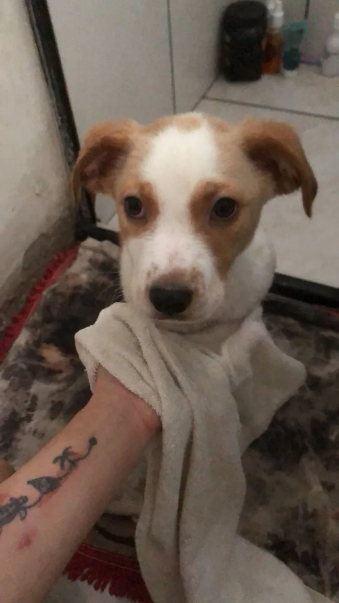Cachorro raça SRD-ViraLata idade 7 a 11 meses nome maicon