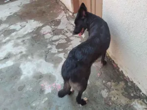 Cachorro raça SRD-ViraLata idade 4 anos nome Kira