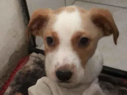 Cachorro raça SRD-ViraLata idade 7 a 11 meses nome maicon