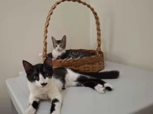 Gato raça Angorá idade 2 a 6 meses nome Adoção conjunta - Xodó e Soneca procuram um lar