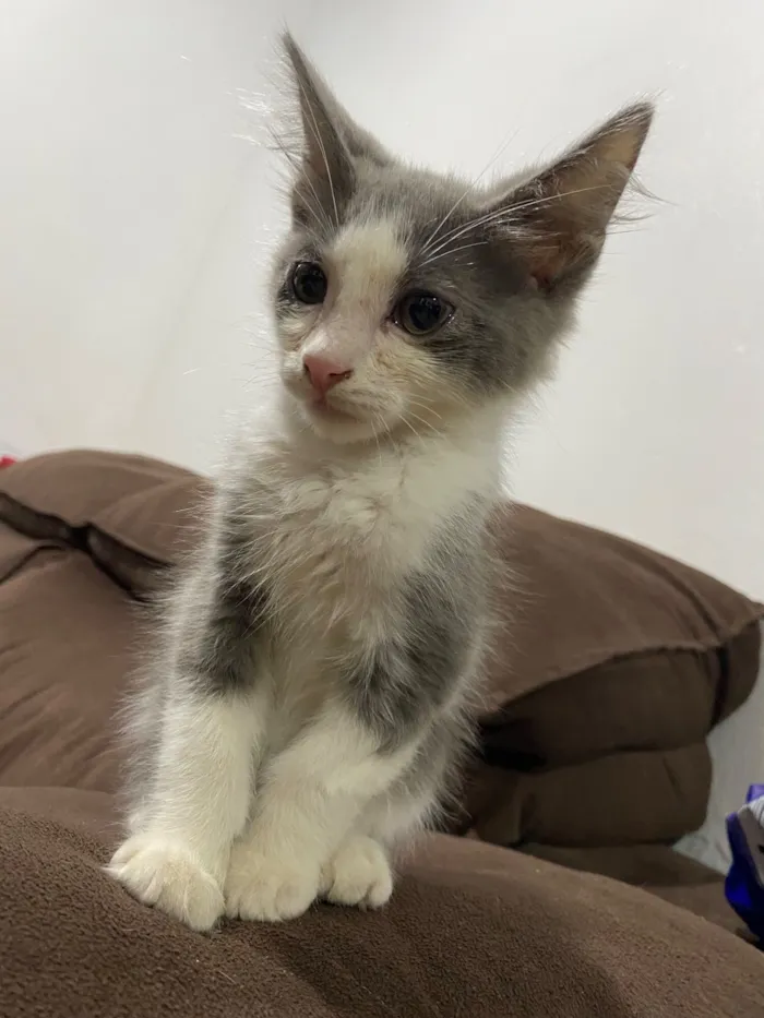 Gato raça SRD-ViraLata idade Abaixo de 2 meses nome Gato macho filhote