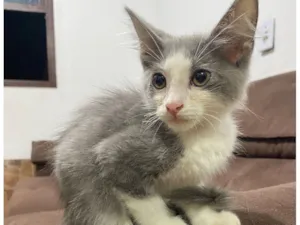 Gato raça SRD-ViraLata idade Abaixo de 2 meses nome Gato macho filhote