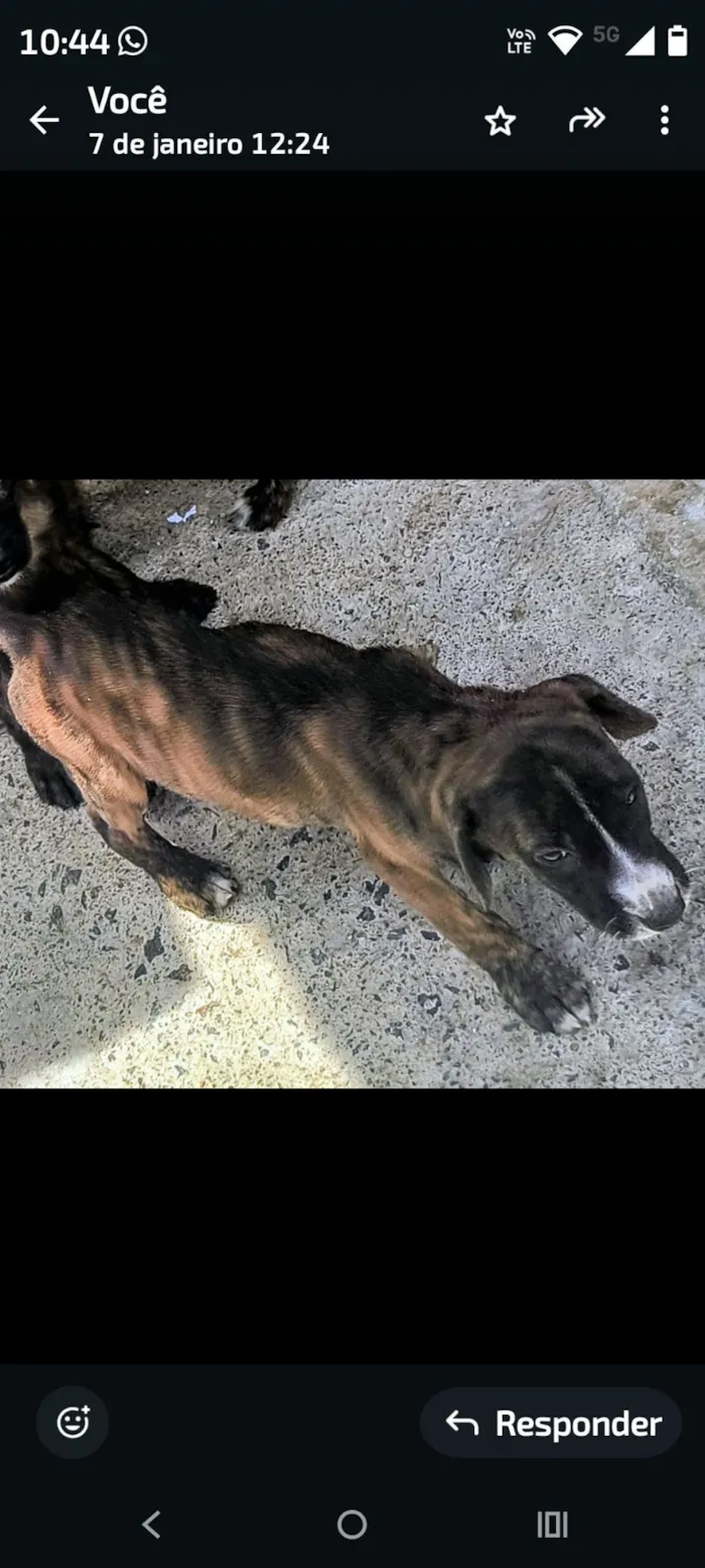 Cachorro raça SRD-ViraLata idade 2 a 6 meses nome Alam Militão 