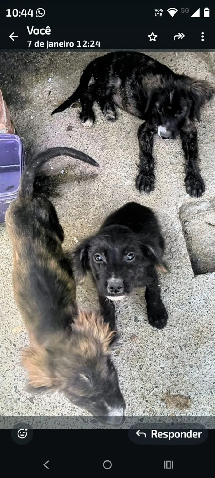 Cachorro raça SRD-ViraLata idade 2 a 6 meses nome Alam Militão 