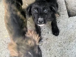 Cachorro raça SRD-ViraLata idade 2 a 6 meses nome Alam Militão 