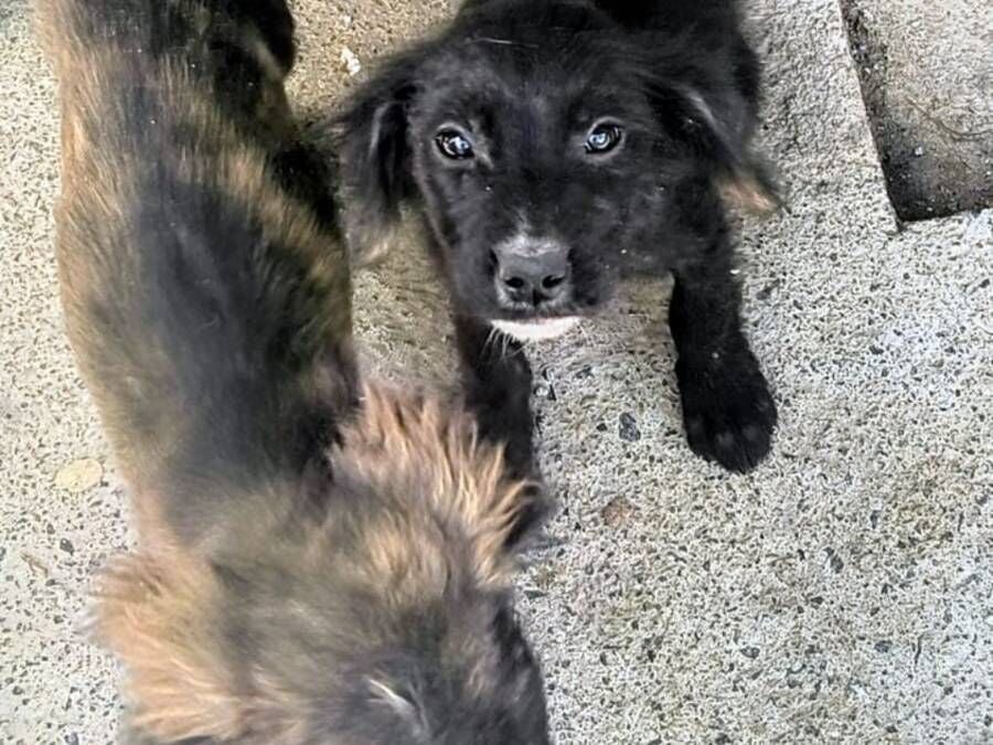 Cachorro raça SRD-ViraLata idade 2 a 6 meses nome Alam Militão 