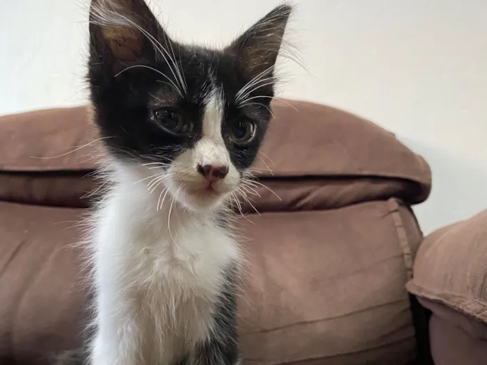 Gato raça SRD-ViraLata idade Abaixo de 2 meses nome Frajola filhote