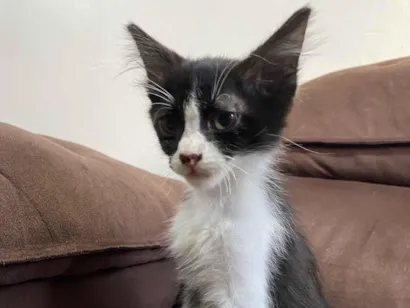 Gato raça SRD-ViraLata idade Abaixo de 2 meses nome Frajola filhote