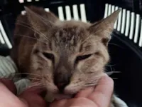 Gato raça SRD-ViraLata idade 7 a 11 meses nome poppy