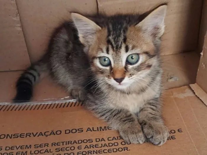 Gato raça SRD-ViraLata idade 2 a 6 meses nome Tigresa