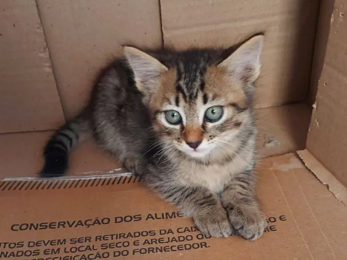 Gato raça SRD-ViraLata idade 2 a 6 meses nome Tigresa