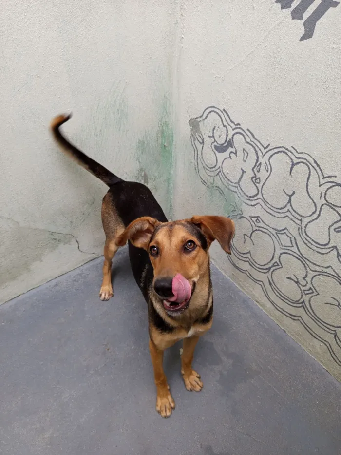 Cachorro raça SRD-ViraLata idade 7 a 11 meses nome Bob