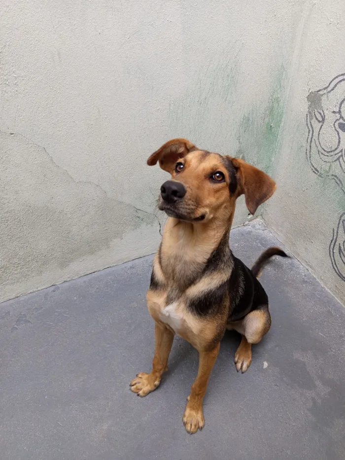 Cachorro raça SRD-ViraLata idade 7 a 11 meses nome Bob