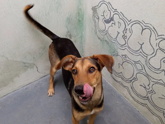 Cachorro raça SRD-ViraLata idade 7 a 11 meses nome Bob