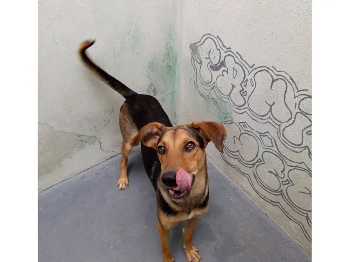 Cachorro raça SRD-ViraLata idade 7 a 11 meses nome Bob