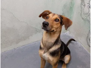 Cachorro raça SRD-ViraLata idade 7 a 11 meses nome Bob