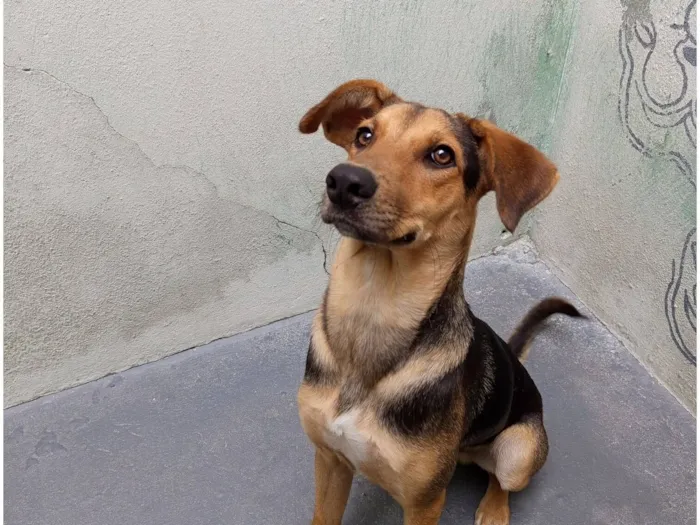 Cachorro raça SRD-ViraLata idade 7 a 11 meses nome Bob