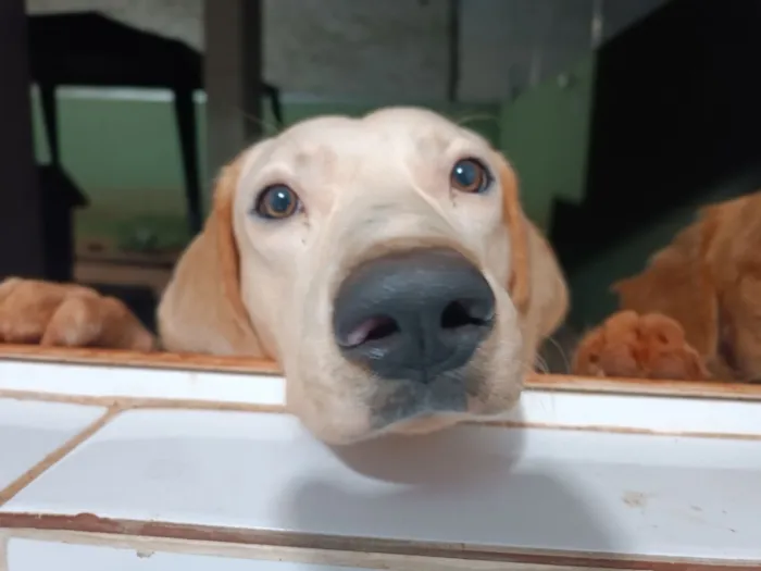 Cachorro raça SRD-ViraLata idade 1 ano nome Chico