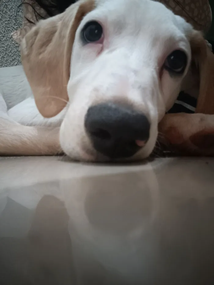 Cachorro raça SRD-ViraLata idade 1 ano nome Chico